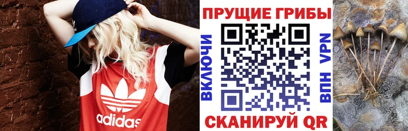 Псилоцибиновые грибы Cubensis  Орлов 